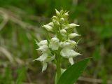 Dactylorhiza aristata. Соцветие (белоцветковая форма). Камчатский край, Елизовский р-н, долина р. Авача, южный склон, луг. 15.06.2008.