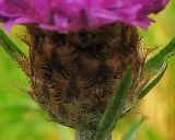 genus Centaurea