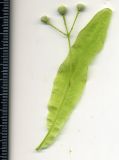 Tilia cordifolia