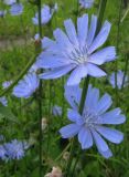 Cichorium intybus