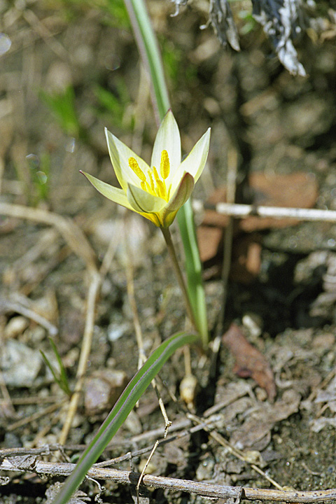 Изображение особи Tulipa dasystemonoides.