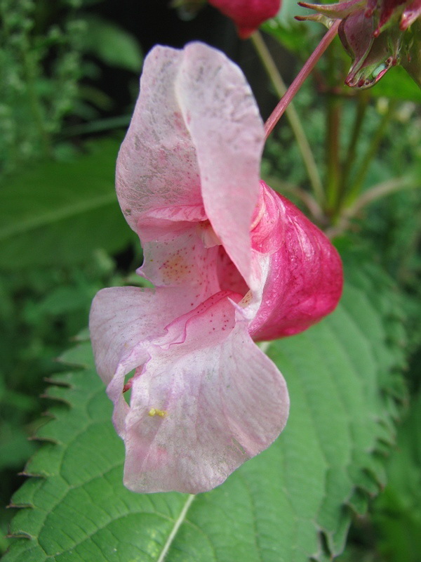 Image of Impatiens glandulifera specimen.