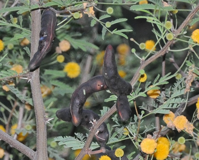 Image of Vachellia farnesiana specimen.