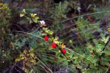 Berberis sibirica