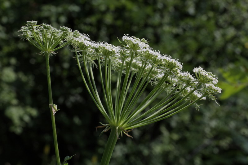 Image of Seseli libanotis specimen.
