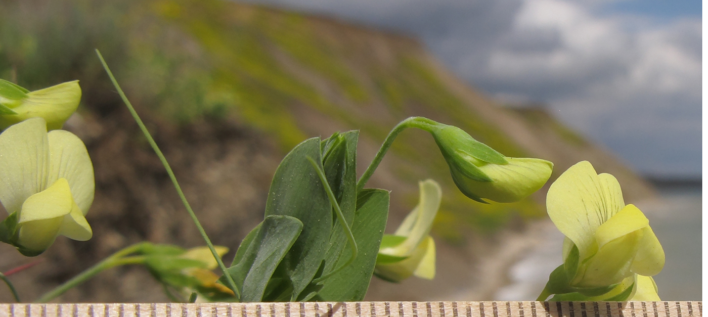 Изображение особи Lathyrus aphaca.