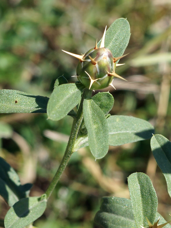 Image of Centaurea iberica specimen.