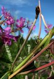 Chamaenerion angustifolium