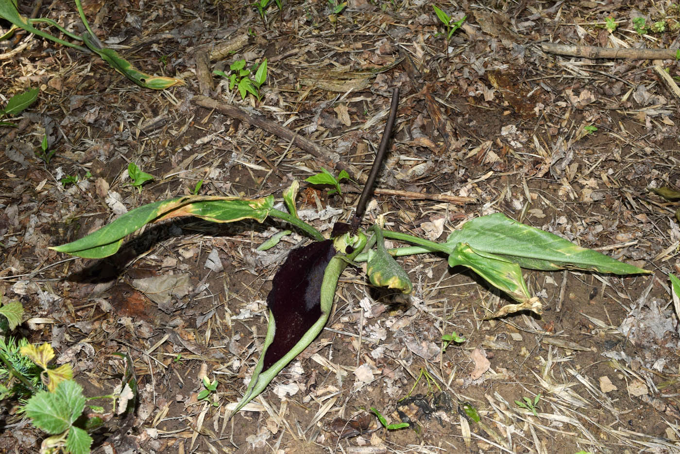 Image of Eminium lehmannii specimen.