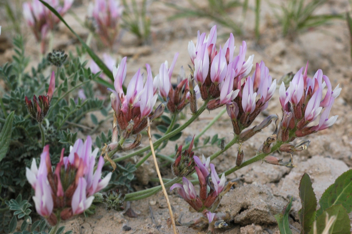 Изображение особи Astragalus petraeus.