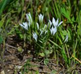 Ornithogalum navaschinii. Цветущее растение в степи. Крым, Керченский п-ов, Опукский заповедник, гора Приозерная. 20.04.2015.