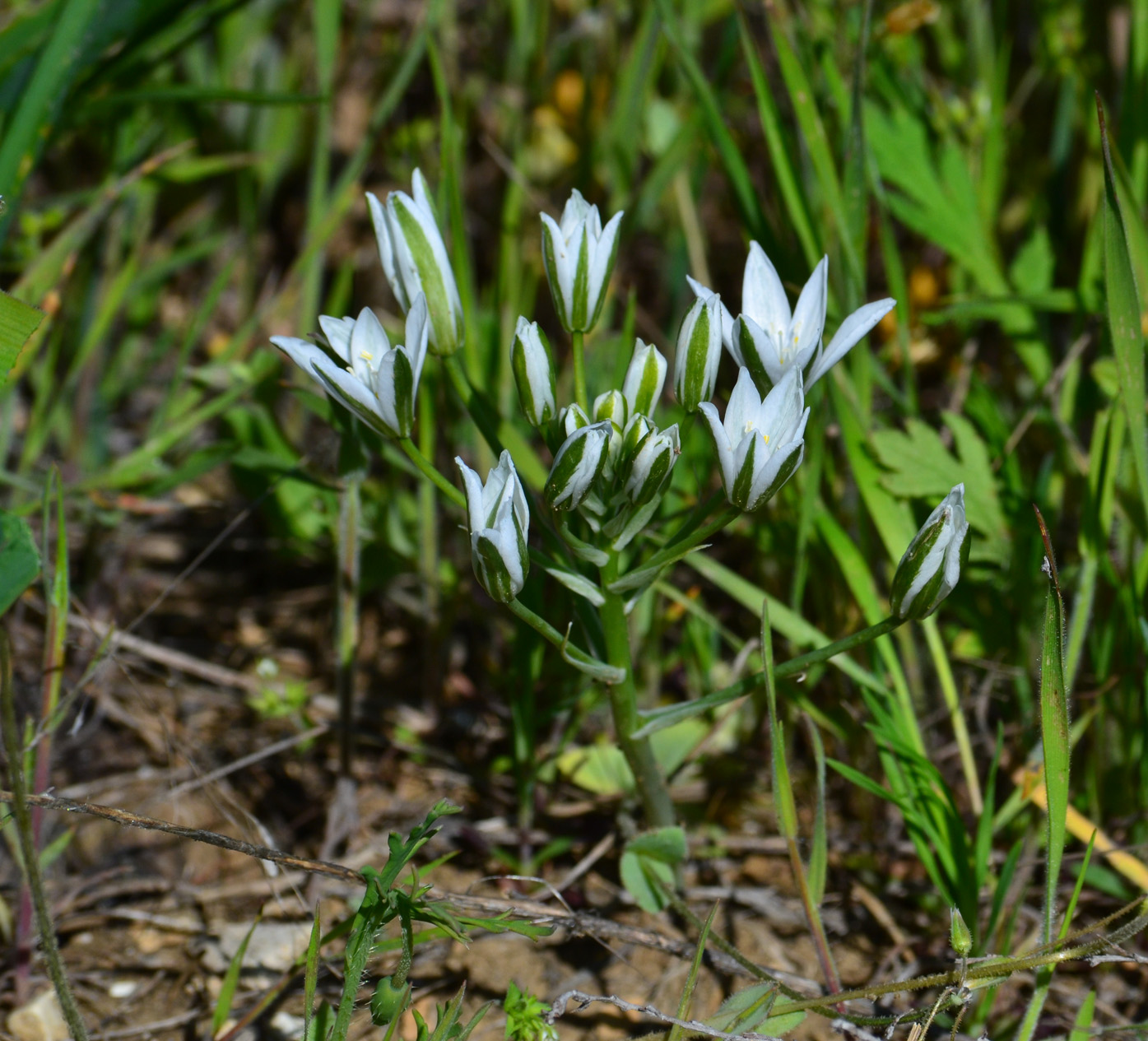 Изображение особи Ornithogalum navaschinii.