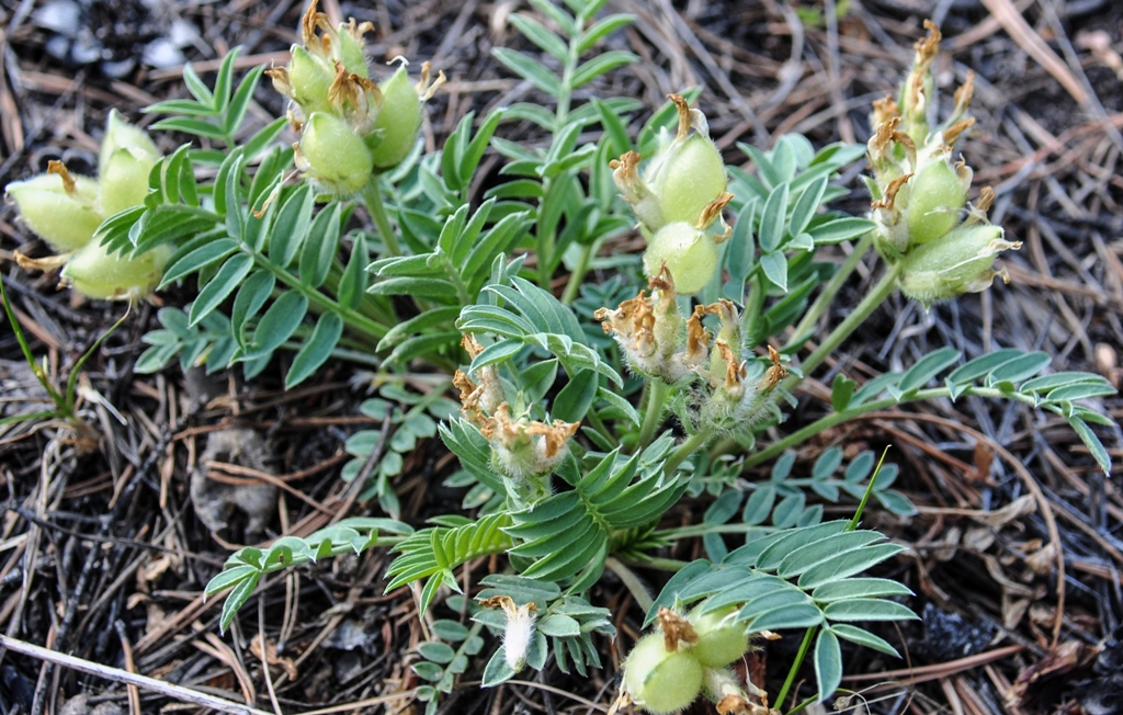 Изображение особи Oxytropis caespitosa.