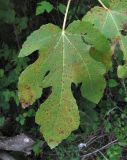 Ficus carica