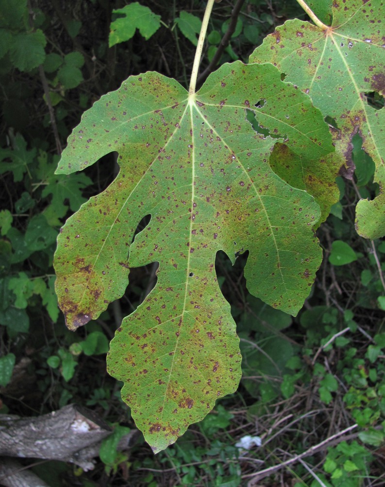 Image of Ficus carica specimen.