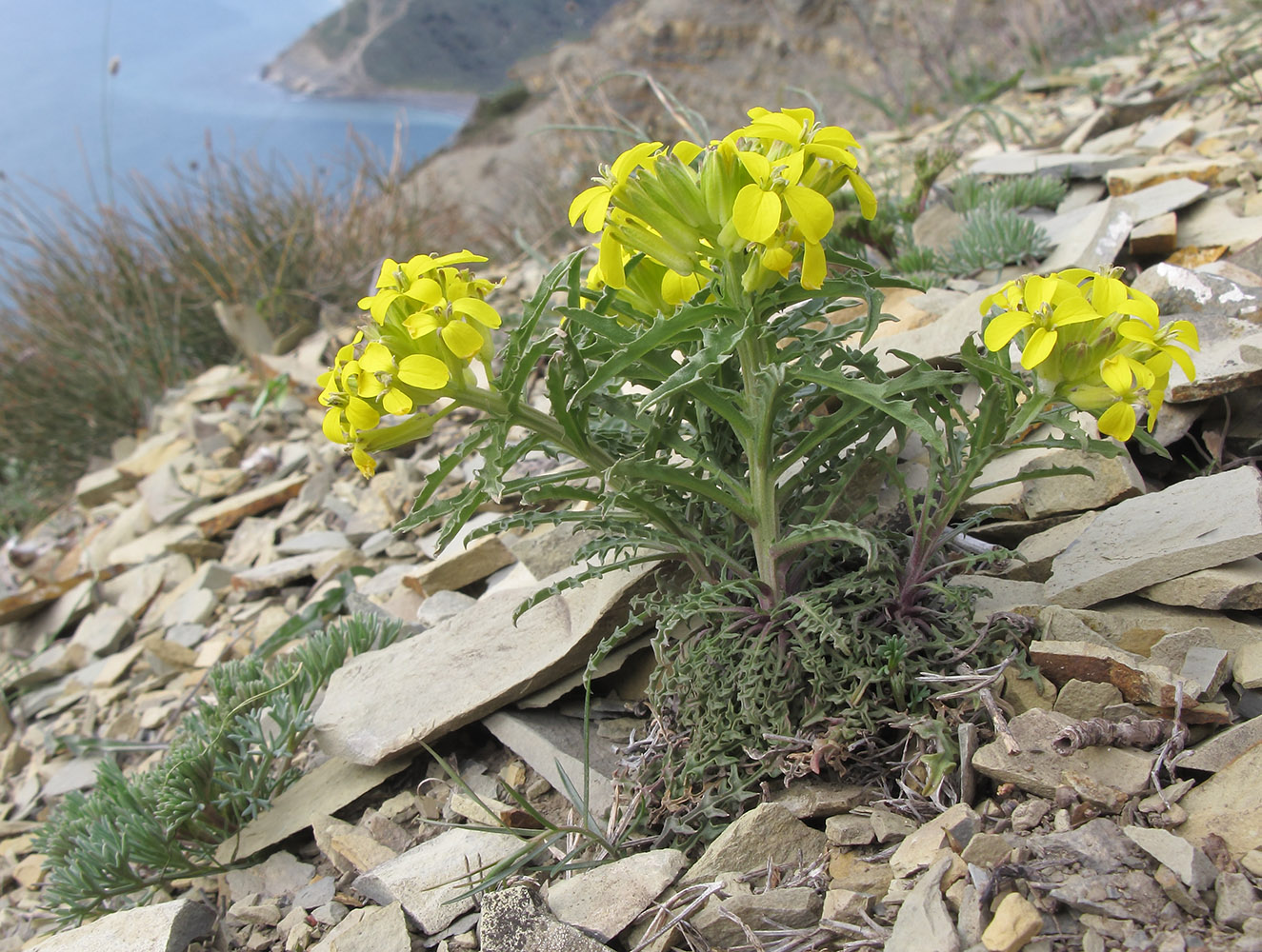 Изображение особи Erysimum callicarpum.