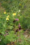 Ophrys oestrifera. Верхушка соцветия. Крым, Балаклава, тропа к Серебряному пляжу. 31.05.2015.