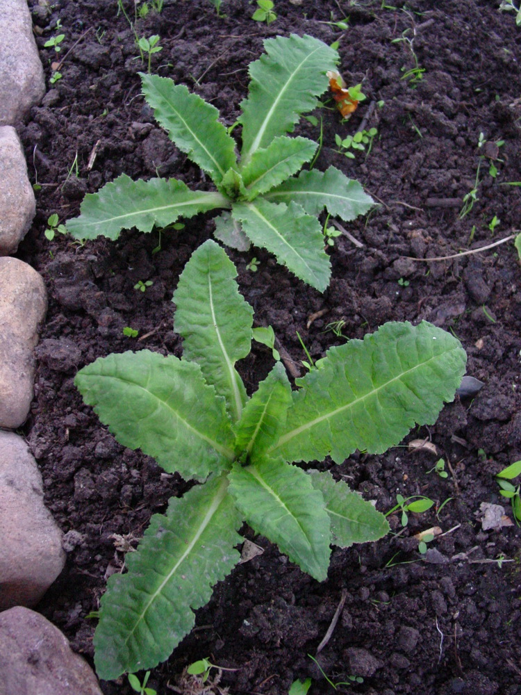 Изображение особи Primula sonchifolia.