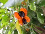 Harpullia pendula