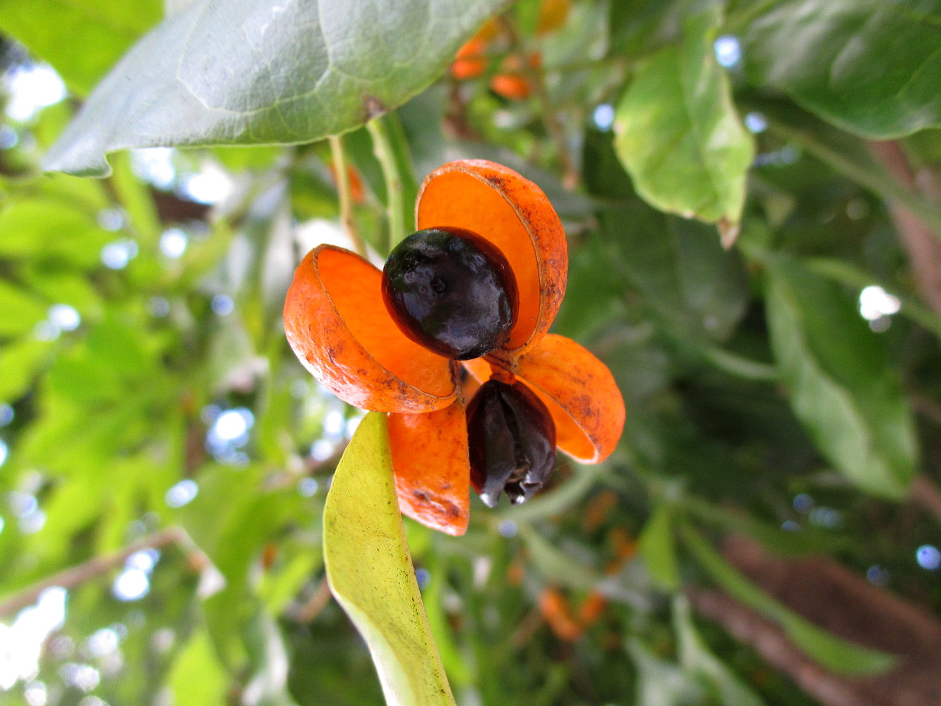 Image of Harpullia pendula specimen.