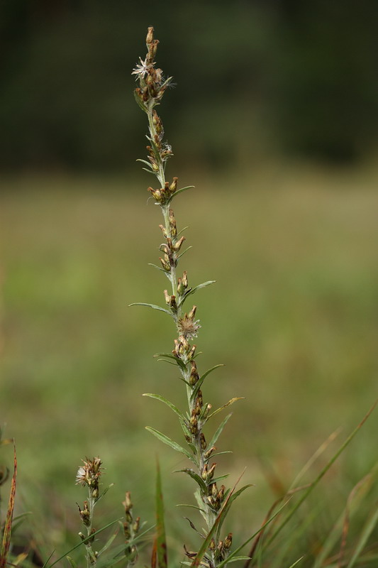 Image of Omalotheca sylvatica specimen.