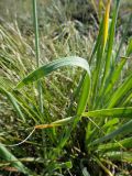 Allium senescens. Лист. Иркутская обл., Иркутский р-н, окр. дер. Позднякова, сухая поляна в перелеске между заболоченным лугом и холмами. 07.08.2015.