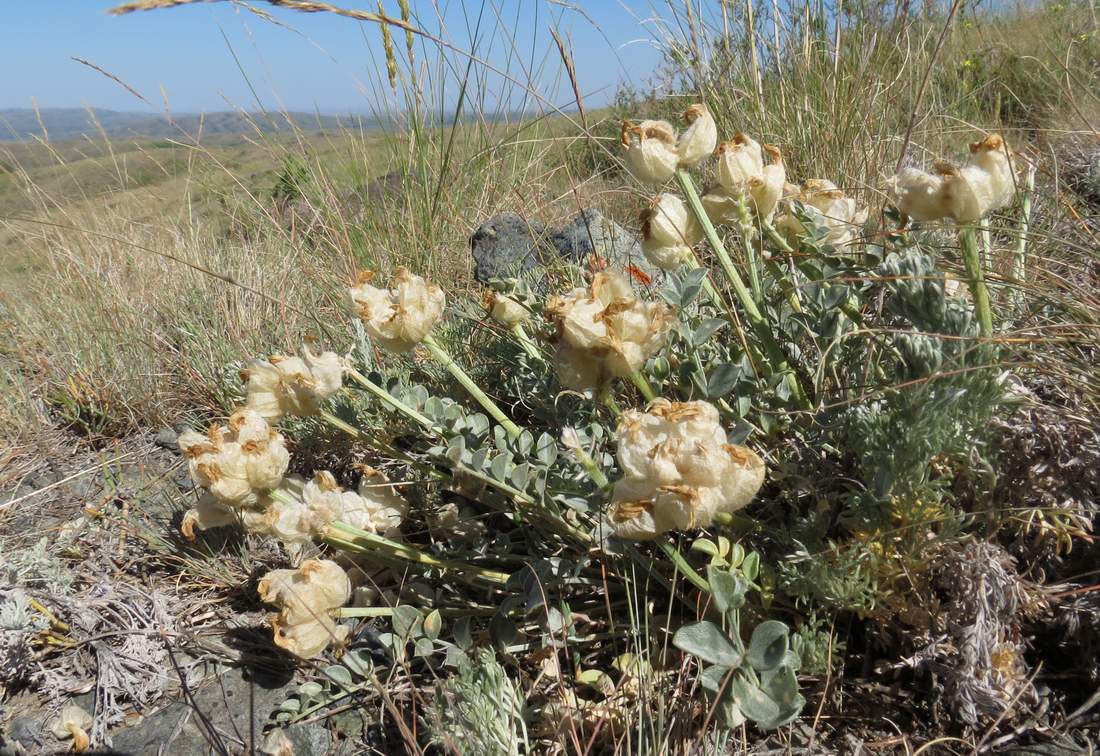 Изображение особи Astragalus ellipsoideus.