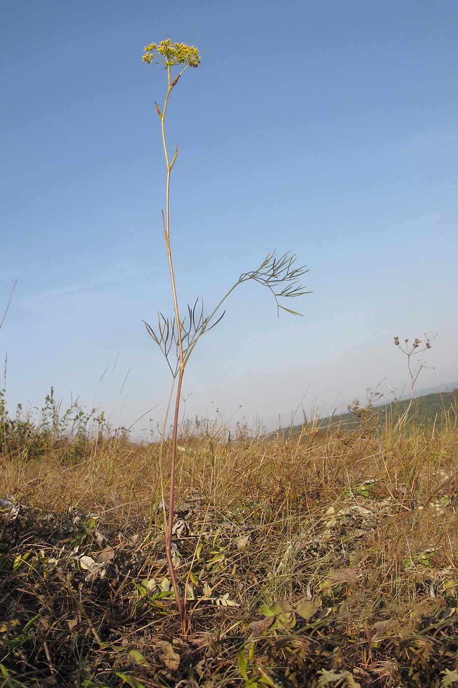 Изображение особи Peucedanum tauricum.