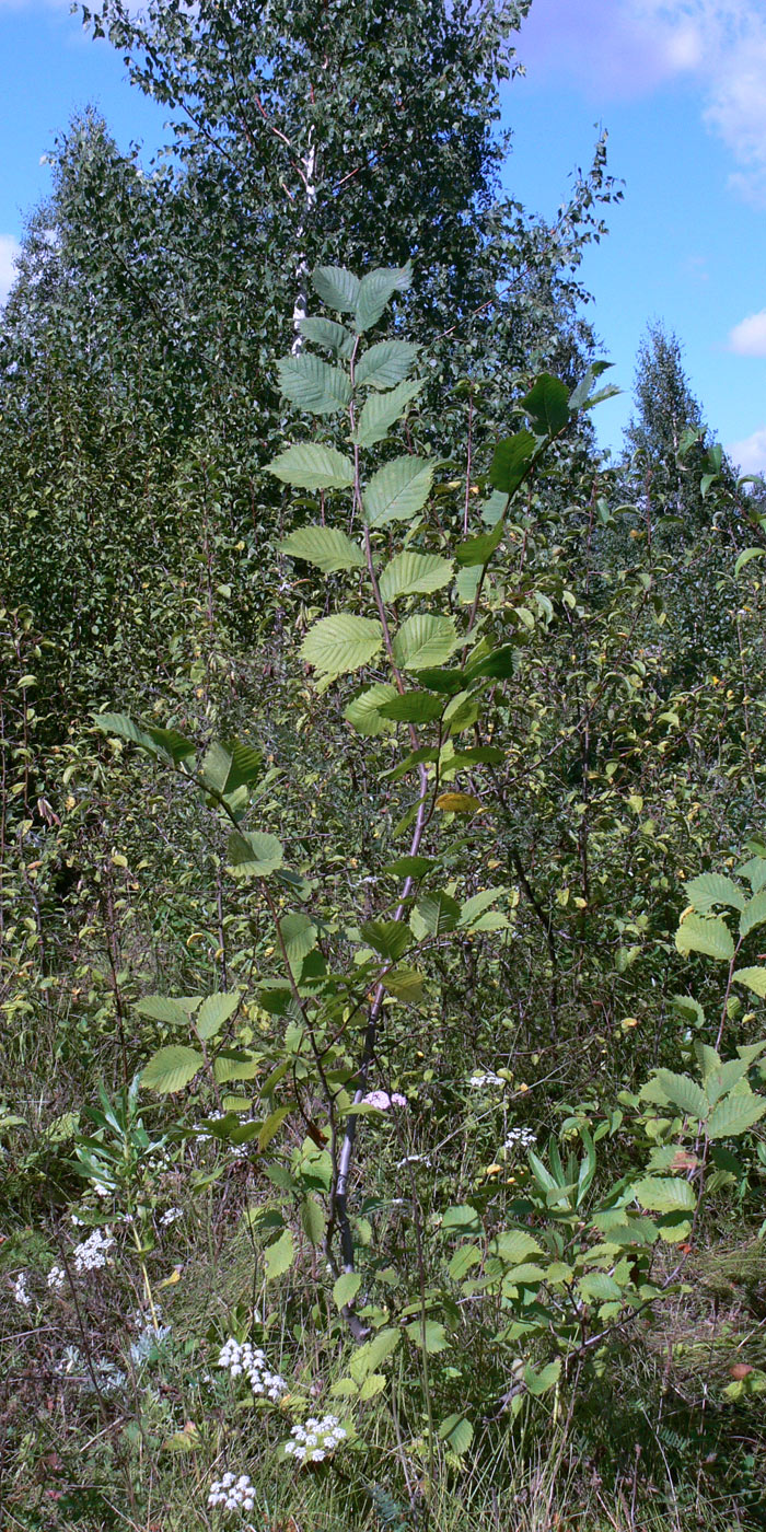 Image of Ulmus laevis specimen.