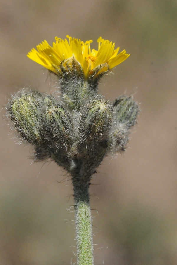 Image of Pilosella dublitzkii specimen.