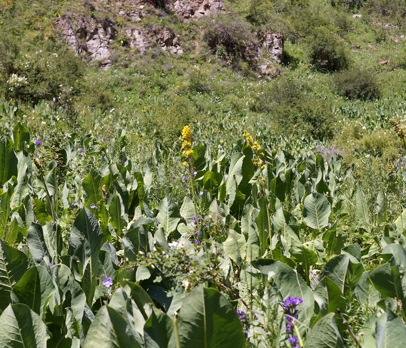 Image of Ligularia heterophylla specimen.