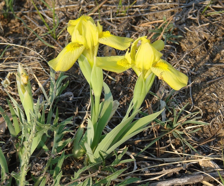 Изображение особи Iris humilis.