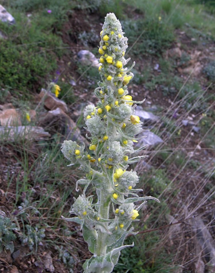 Image of Verbascum gossypinum specimen.
