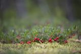 Arctostaphylos uva-ursi