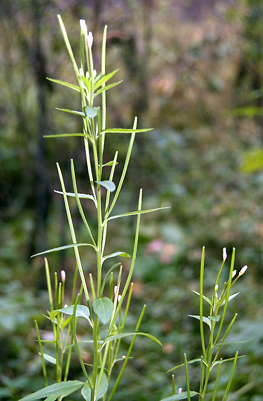 Image of Epilobium adenocaulon specimen.