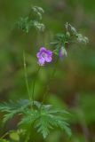 Geranium pseudosibiricum