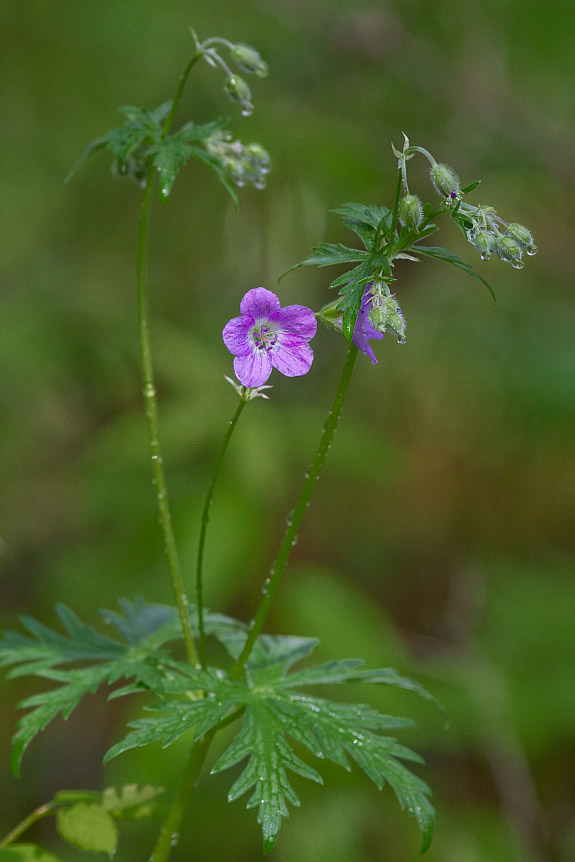 Изображение особи Geranium pseudosibiricum.