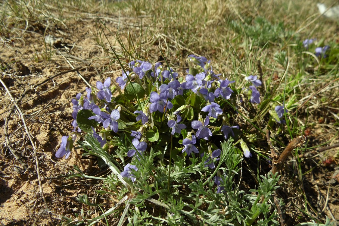 Image of Viola rupestris specimen.