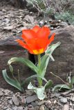 Tulipa greigii