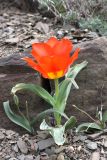 Tulipa greigii. Цветущее растение. Южный Казахстан, Сырдарьинский Каратау, р-н перевала Куюк. 13.04.2015.