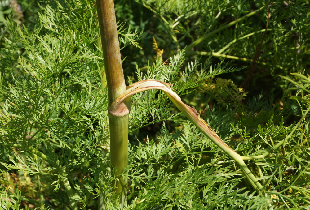 Изображение особи Ferula songarica.