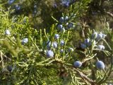 Juniperus virginiana