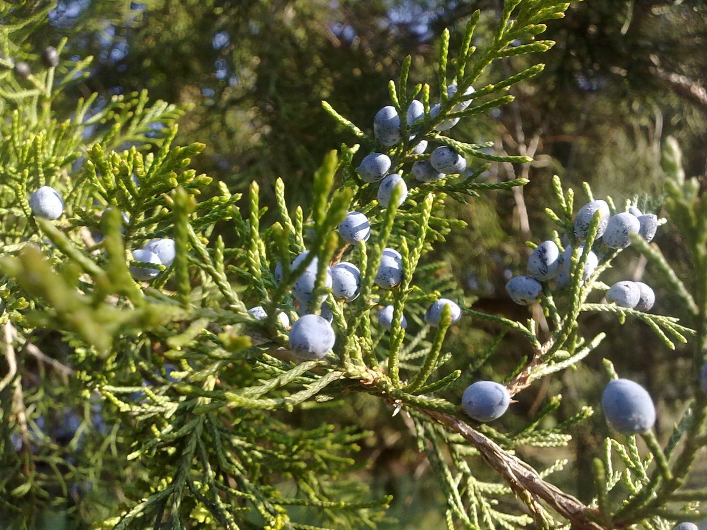 Изображение особи Juniperus virginiana.