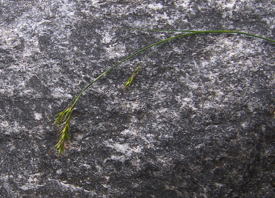 Image of genus Carex specimen.