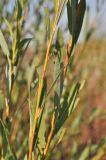 genus Salix
