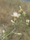 Centaurea diffusa