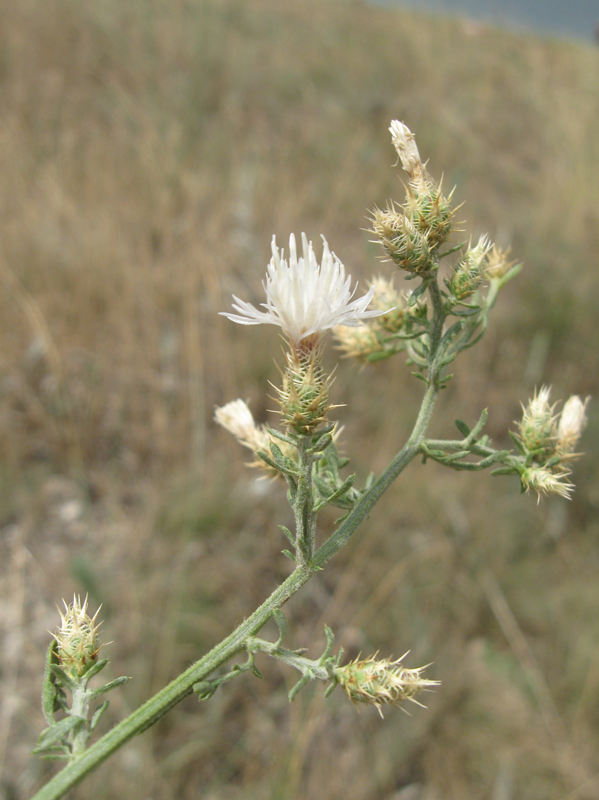 Изображение особи Centaurea diffusa.