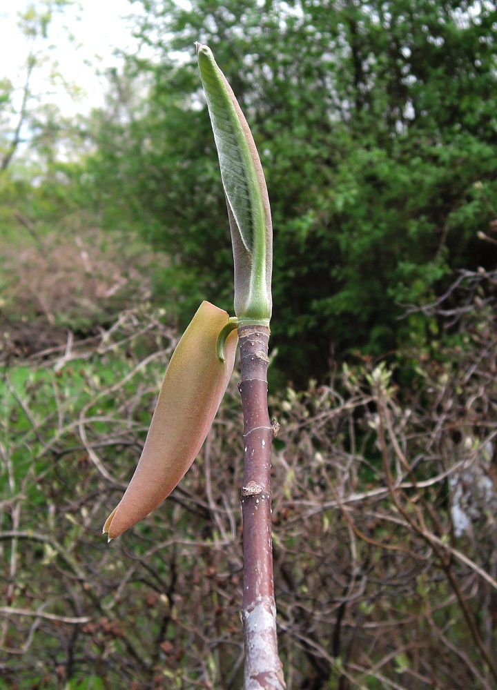 Image of Magnolia hypoleuca specimen.