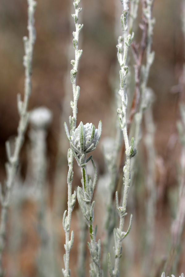 Image of genus Artemisia specimen.