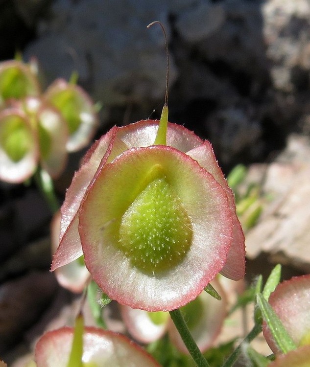 Image of Rindera echinata specimen.
